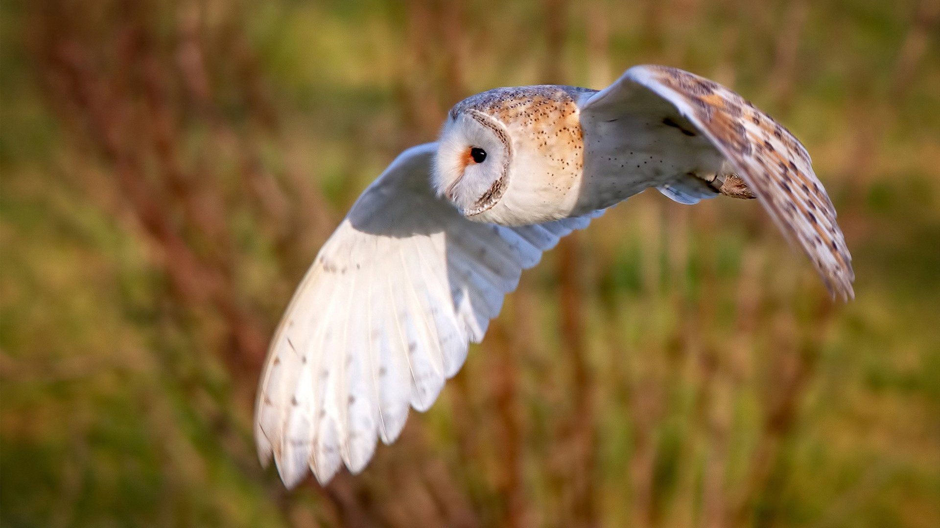 戈贝尔的沉默反击，当雄鹿铁蹄遭遇火箭升空，压力熔炉锻造出的内线觉醒