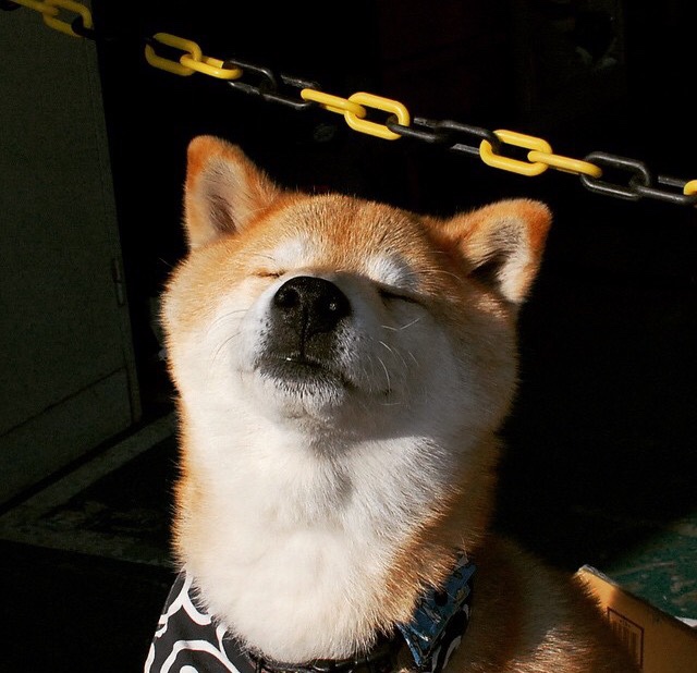 全球化篮球的动人一课，切特如何用节奏引领尼克斯战胜上海队