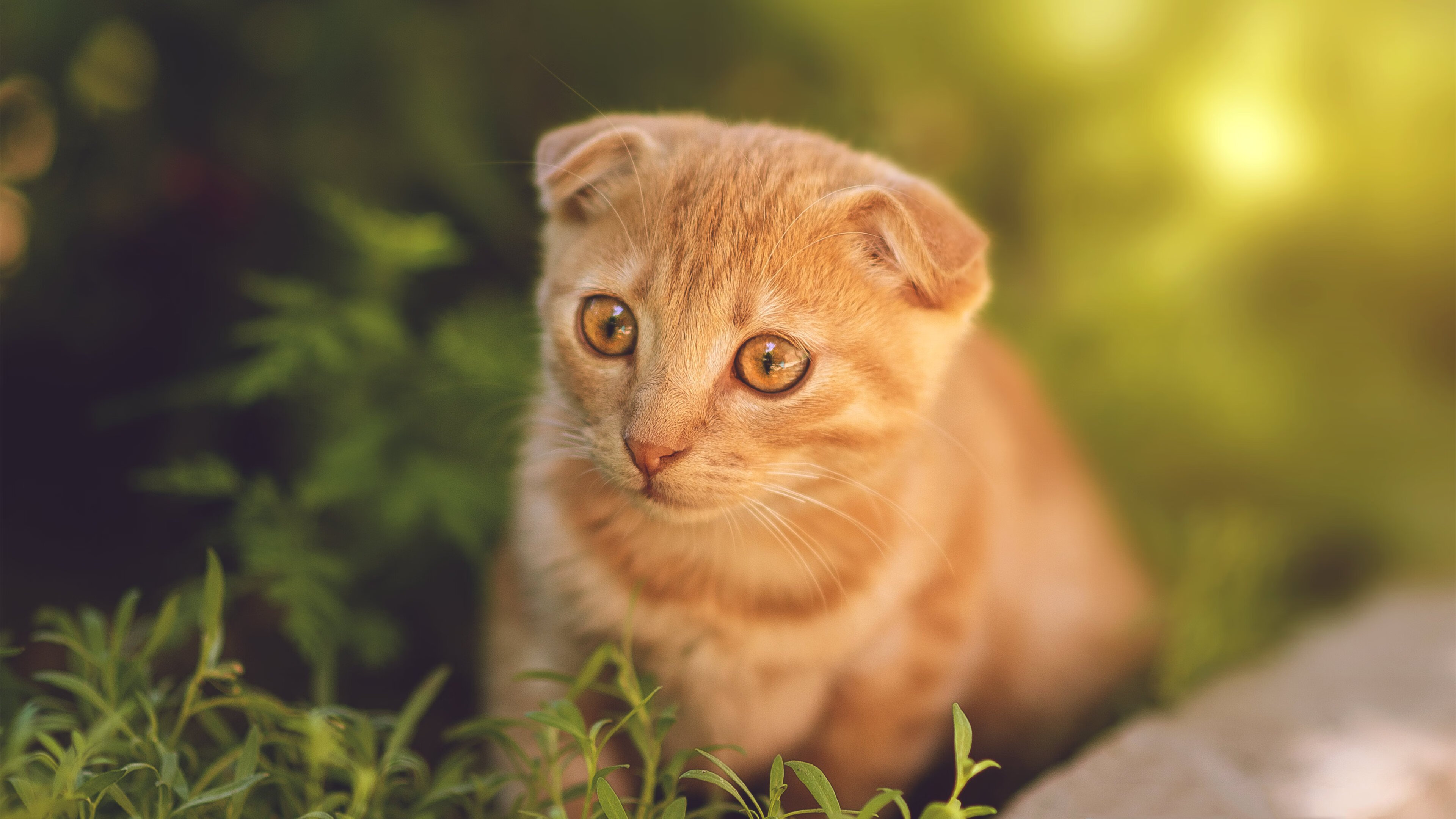 李刚仁独造三球闪耀全场，尼斯4-1碾压巴萨创欧冠奇迹