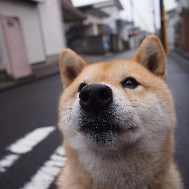 心脏搏动的黑夜,戈麦斯,那不勒斯跃动的脉搏