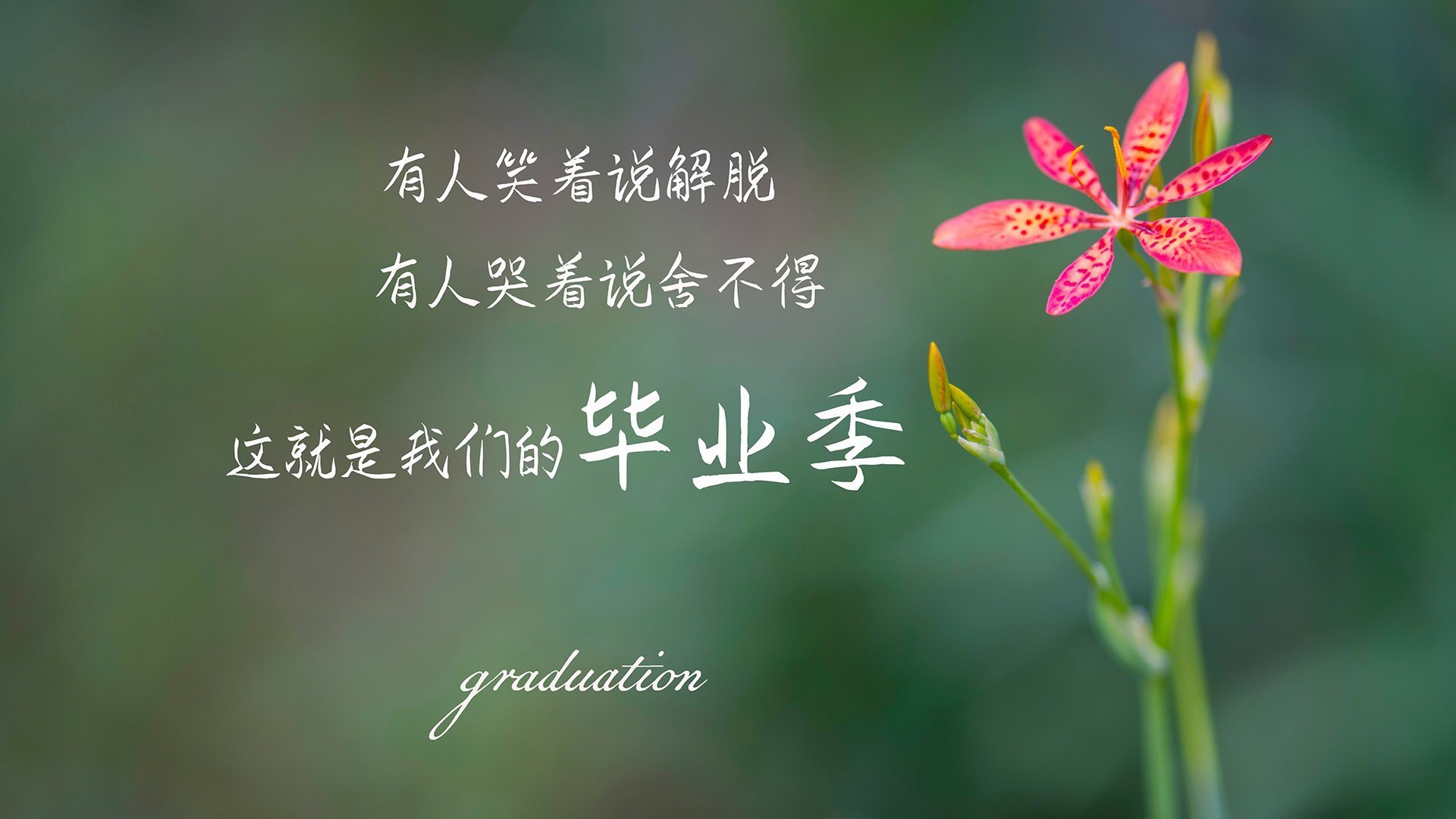 孤星与银河,当布克的抢七封神照亮掘金式团队胜利