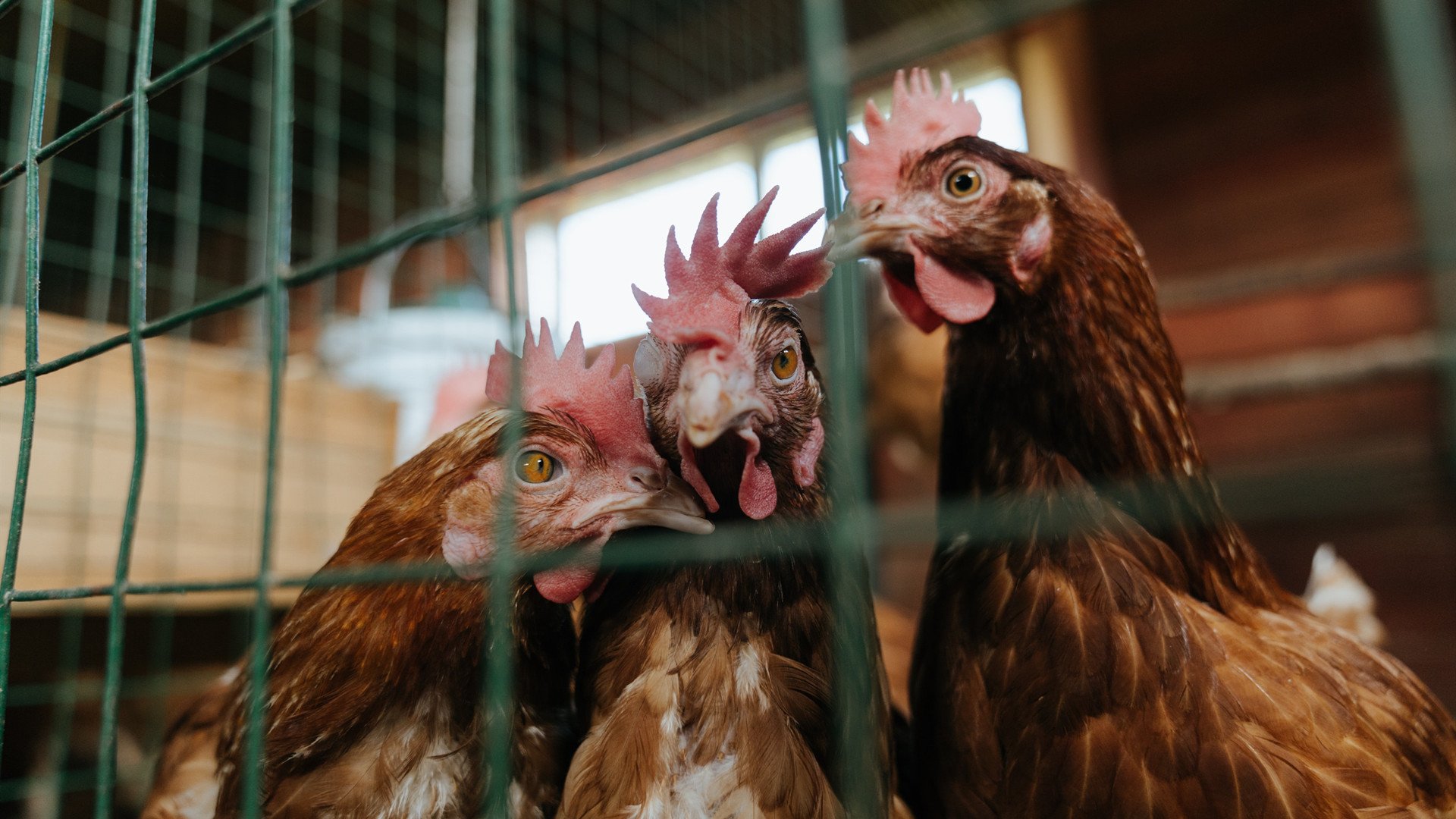 伊比利亚风暴摧毁东瀛武士，维尼修斯一剑封喉改写历史