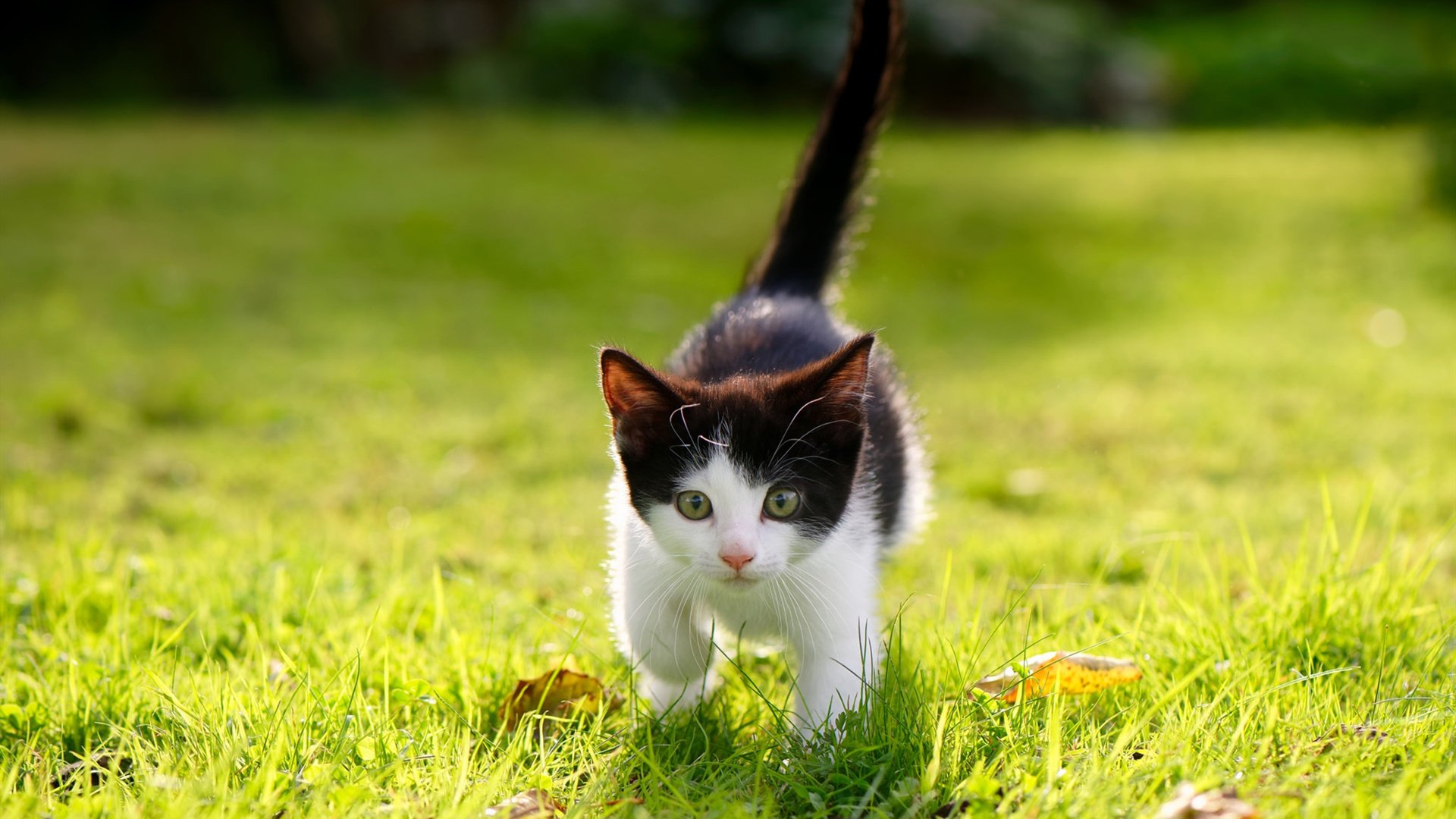 暗夜骑士，詹姆斯在F1街道赛的制胜狂想曲