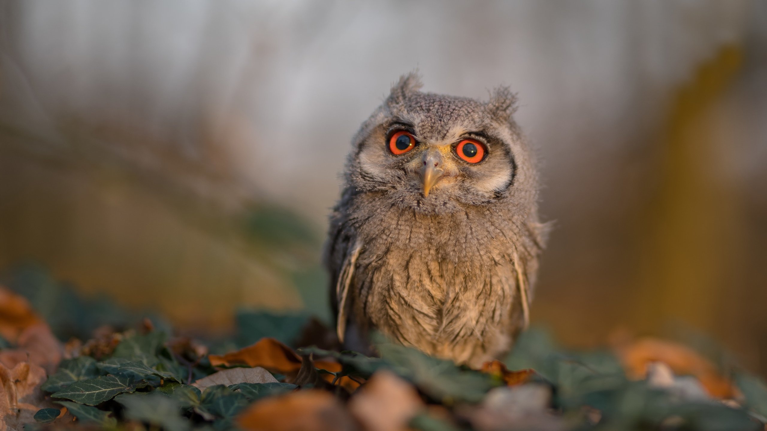 世俱杯奖金-百场传奇，乔治的欧冠里程碑之夜