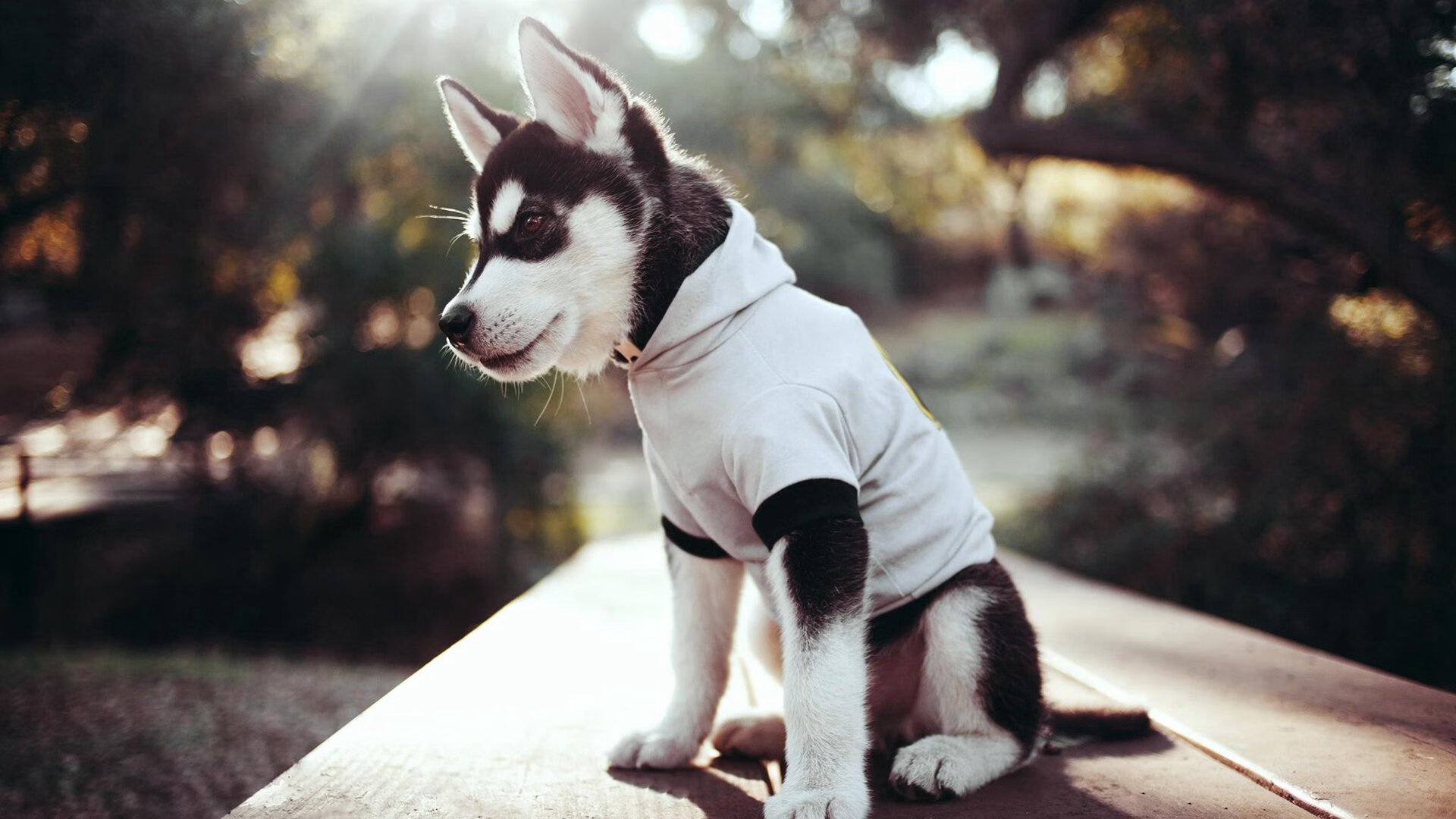 布伦森单节狂砍26分，上海队爆发打懵雷霆