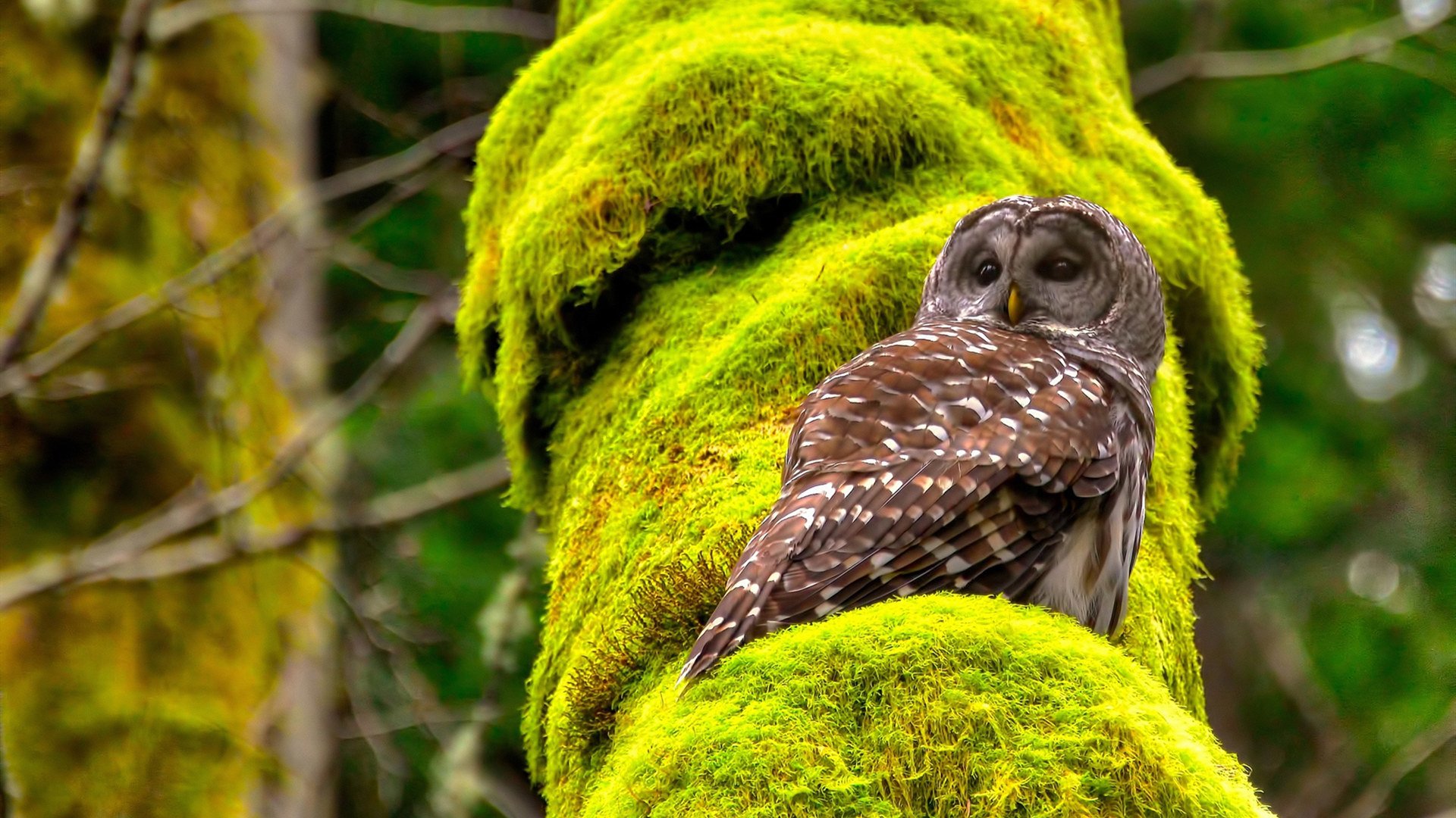 风暴与磐石，当加纳冲垮德国，而法比尼奥永远不掉线