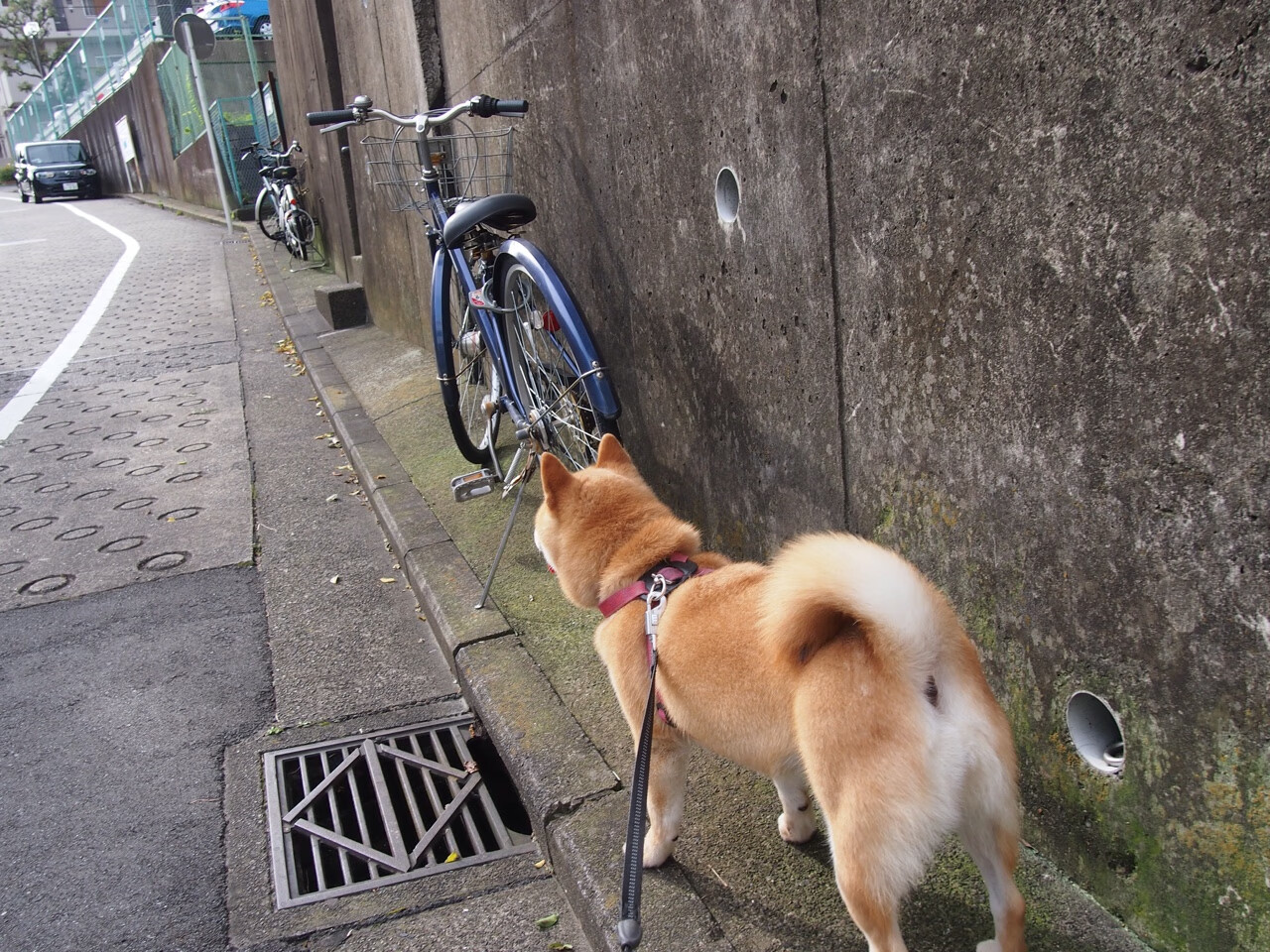 塔图姆降维39分难救主，广东末节风暴掀翻辽宁