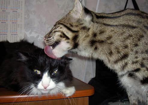 世俱杯改制-卡拉斯科魔法！美加墨世界杯见证几内亚史诗逆转尼日利亚