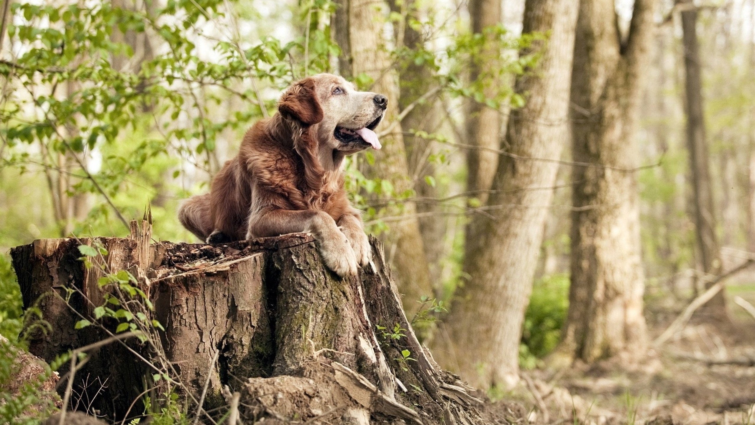 阿根廷火力压制尤文，坎特关键先生定乾坤