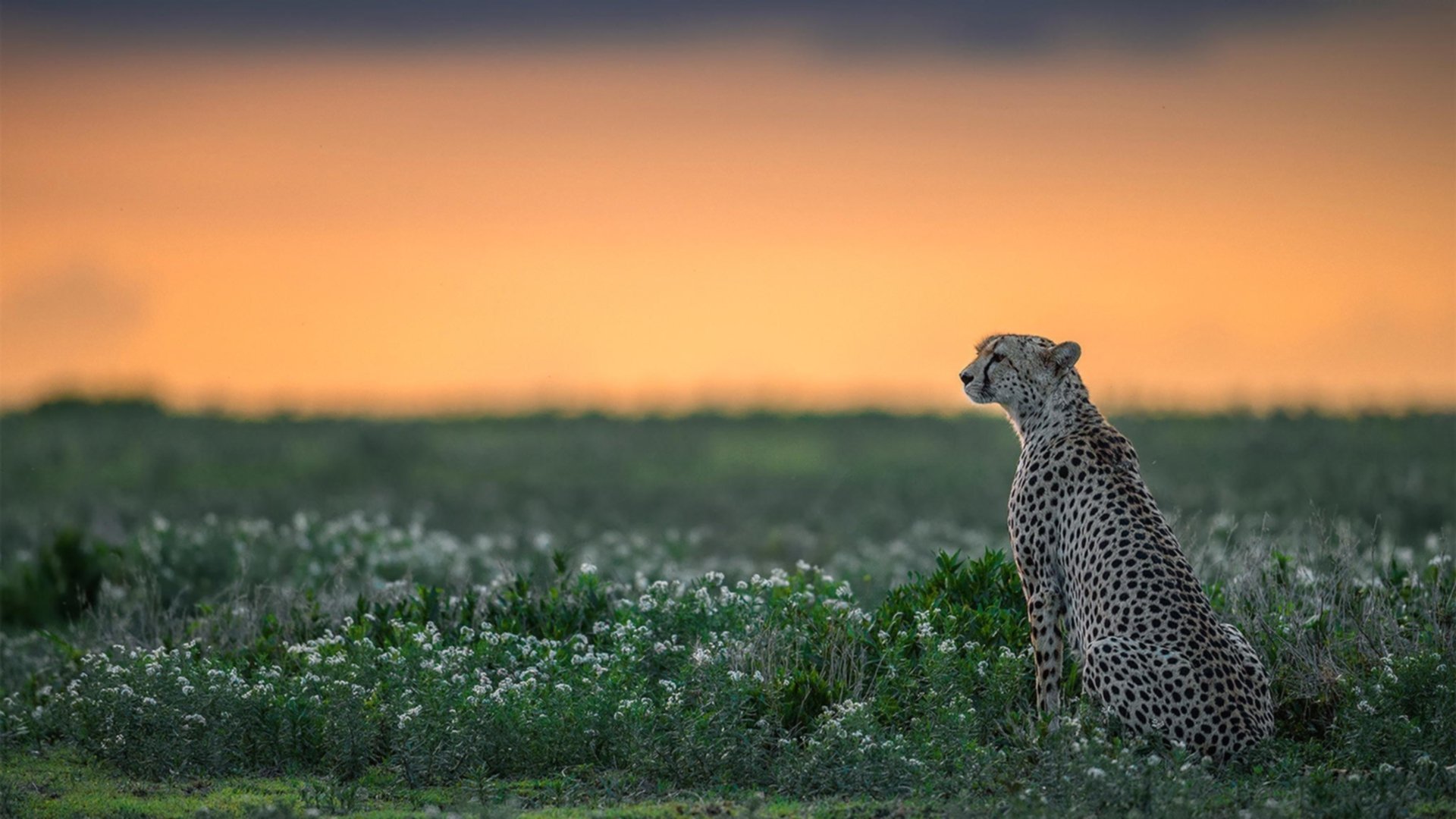 绿茵交错，当北欧风暴席卷王朝，那场与荷兰足球哲学的终极对话