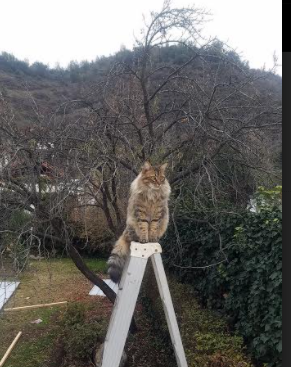 奥运命运转折点,文班亚马在关键之夜证明自我