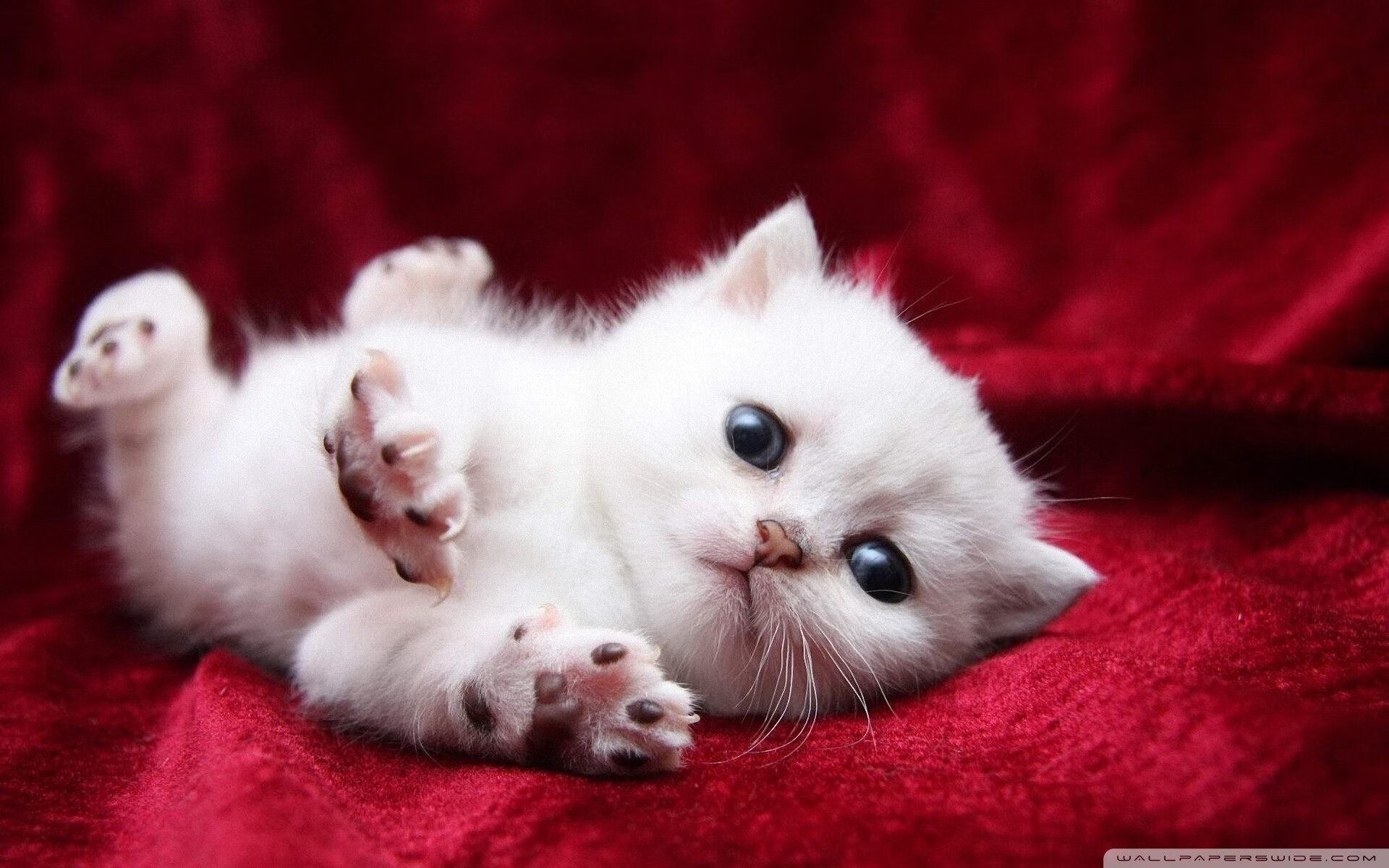 手术刀式掌控!保罗制导进攻体系引燃全场,灰熊险胜开拓者