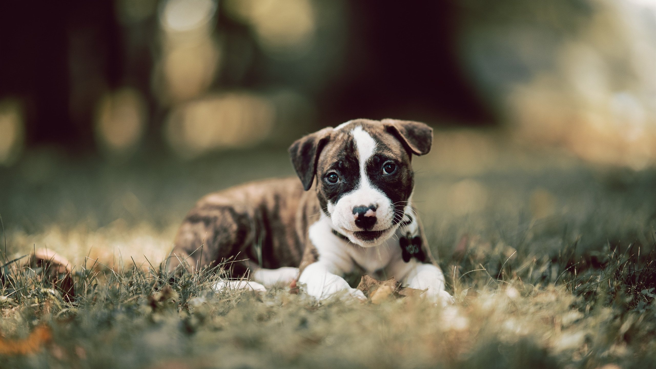 世俱杯时间-北欧风暴席卷桑巴，亚洲之星加冕之战，当瑞典速胜巴西，孙兴慜接管世界排名争夺战