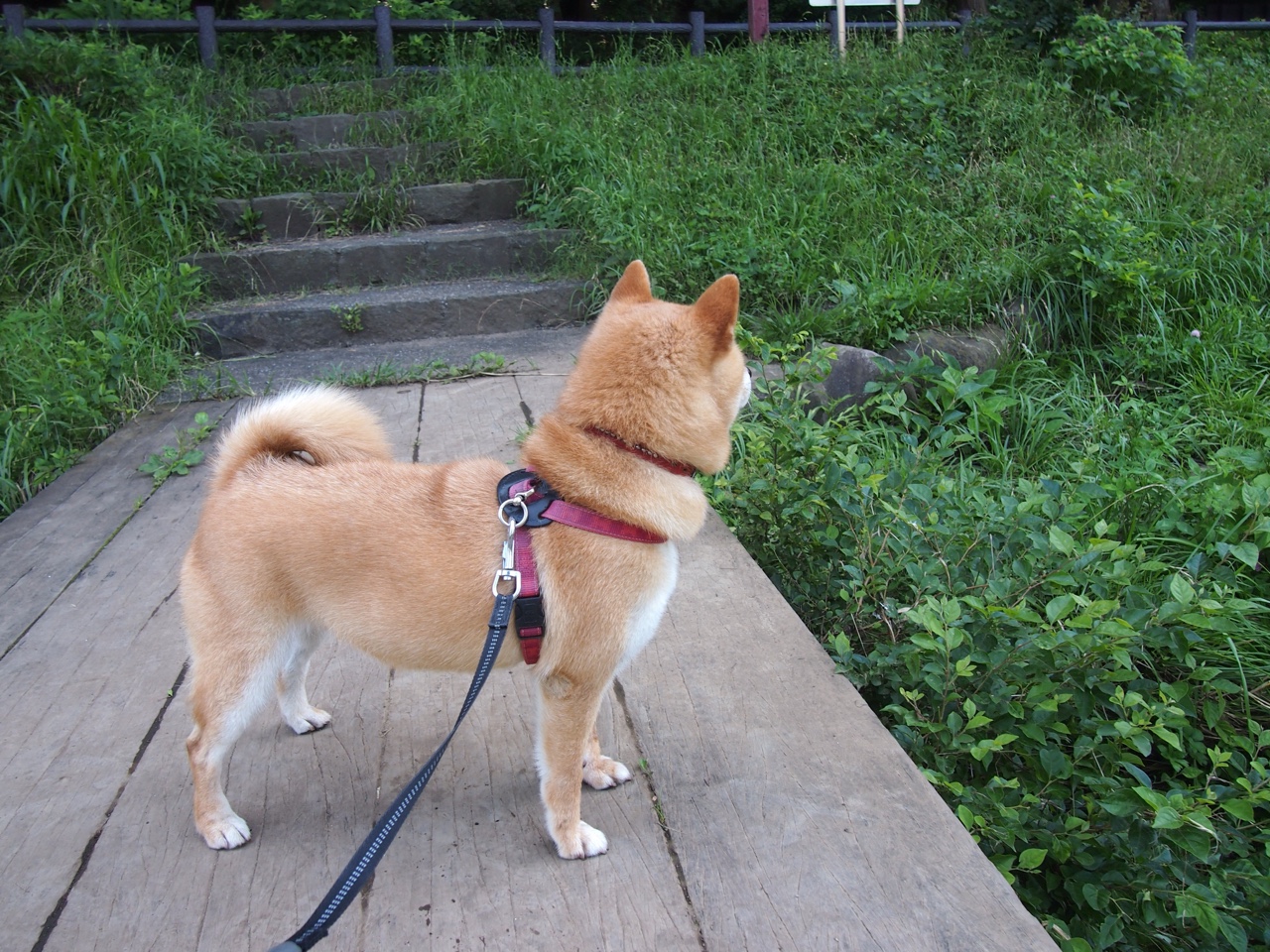 北欧风暴席卷桑巴，亚洲之星加冕之战，当瑞典速胜巴西，孙兴慜接管世界排名争夺战