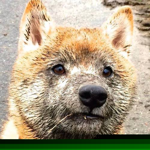 世俱杯赛程-当欧冠决赛的战术板映照麦迪逊花园