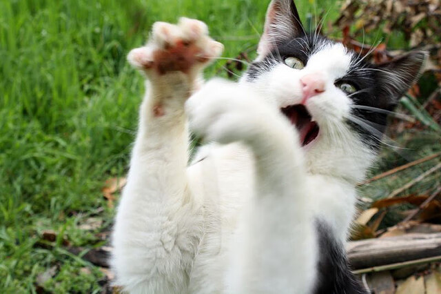 战术棋盘上的致命一击,希腊如何以谋略缚住牙买加闪电,哈弗茨化身胜负之手