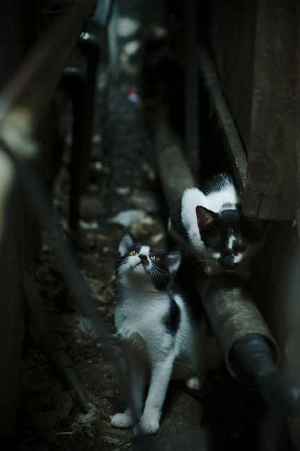 世俱杯赛程-天赋高墙轰然倒塌！马克西的关键一击与凯尔特人的傲慢代价