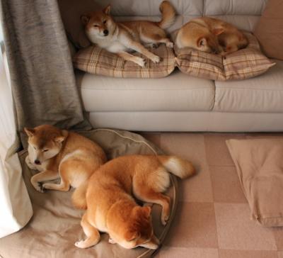 加时险胜!山西王牌武切维奇狂揽29+21,统治攻防让黄蜂俯首称臣