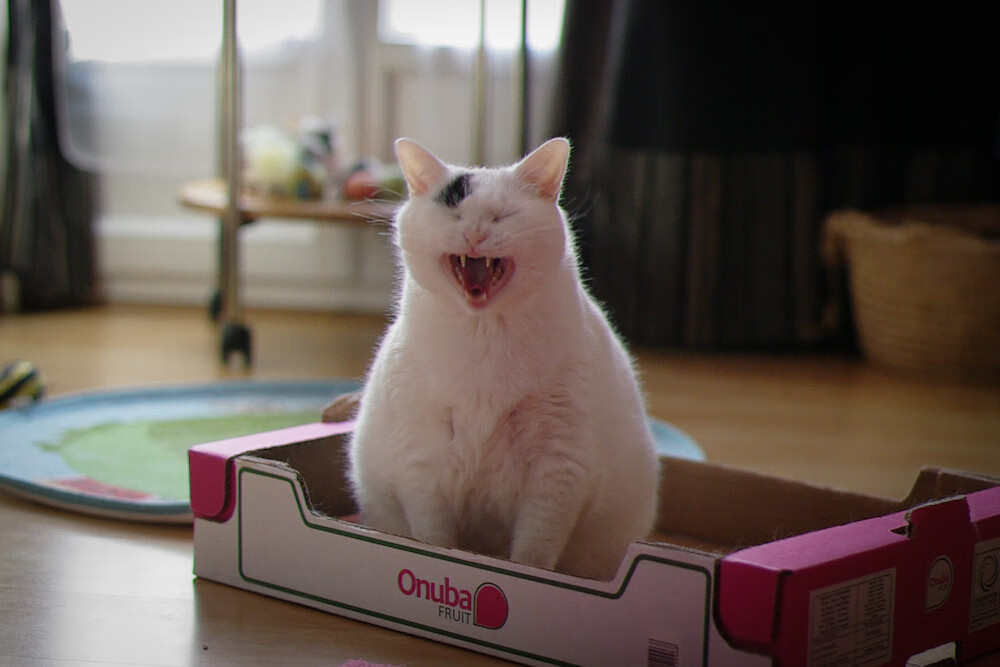 世俱杯改制-跨界的王，2026世界杯之夜，恩比德如何一手掌控绿茵场走势