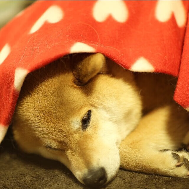 英格拉姆打爆老东家?吉林队跨界碾压湖人背后,是篮球哲学的终极对决