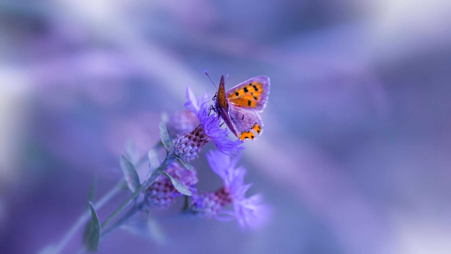 世俱杯2025-戈麦斯一剑封喉，中国足球的非典型英雄时刻