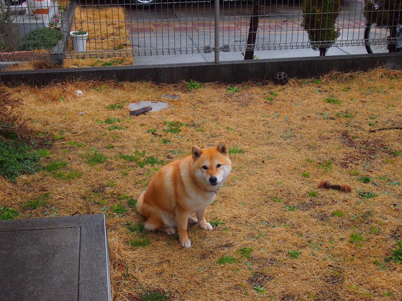 NBA巨星布伦森狂砍50分,森林狼火力全开击溃广东男篮