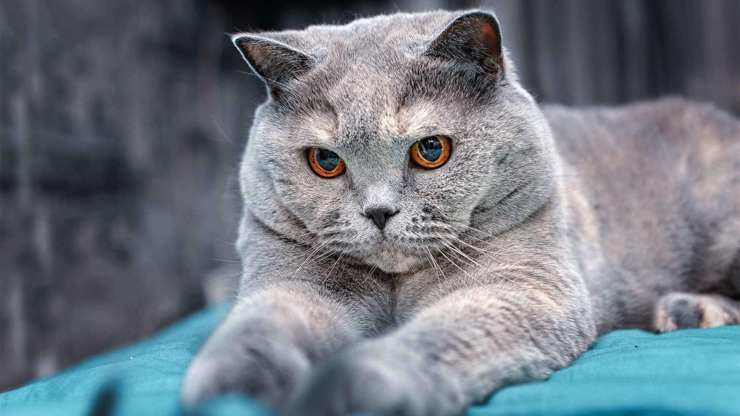 世俱杯参赛资格-库尔图瓦贡献制胜表现，芬兰钢铁之门后的绝地反击