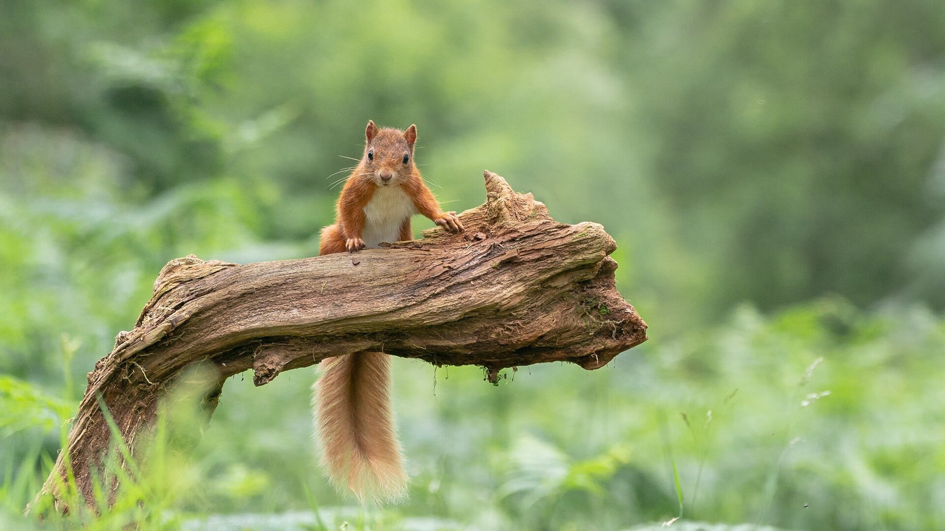 福克斯加时赛独揽12分，魔术险胜奇才夺关键胜利