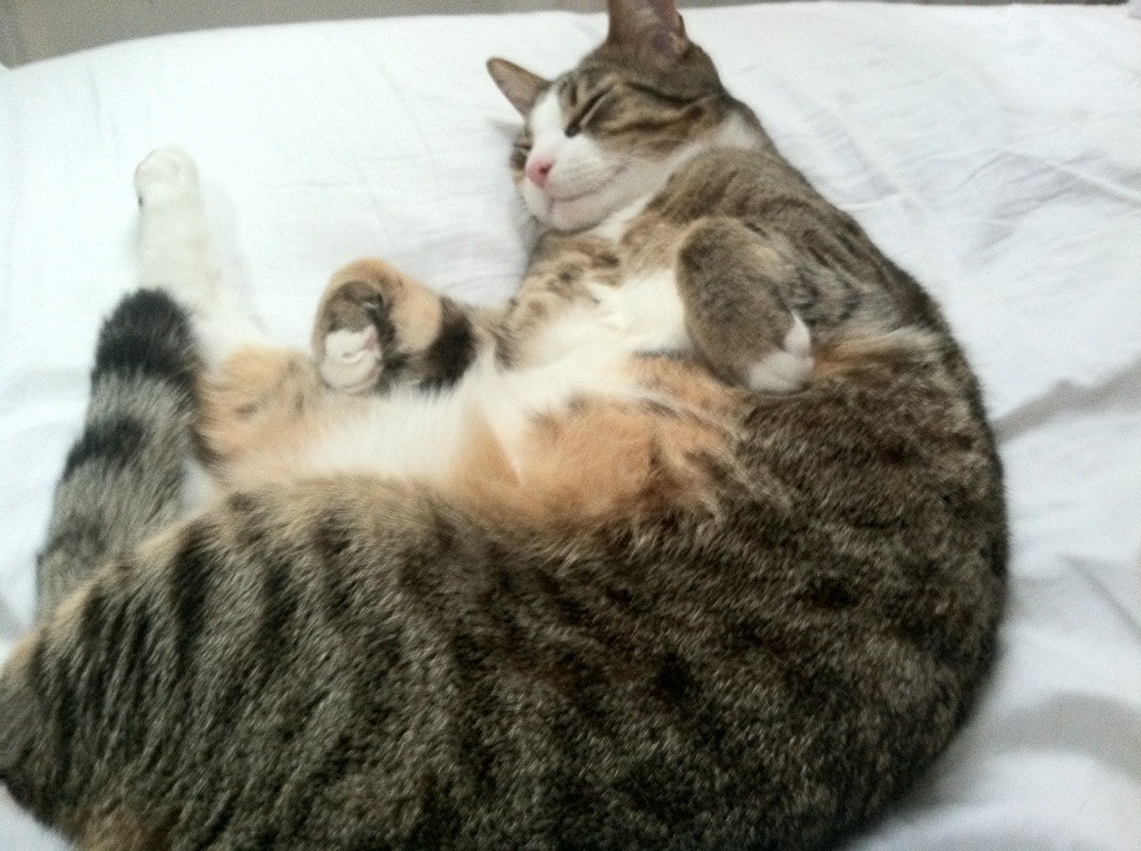 法比尼奥闪耀全场，安哥拉憾负英格兰