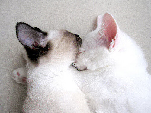 逆转与里程碑，快船翻盘公牛，恩比德书写历史