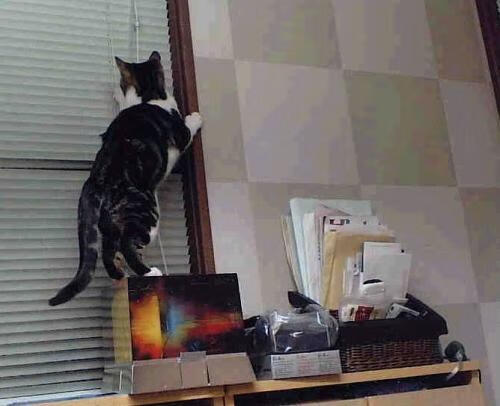 世俱杯分组-年轻力量的交响，当皇家社会终结北欧神话，佩德里在德甲点燃争冠火焰