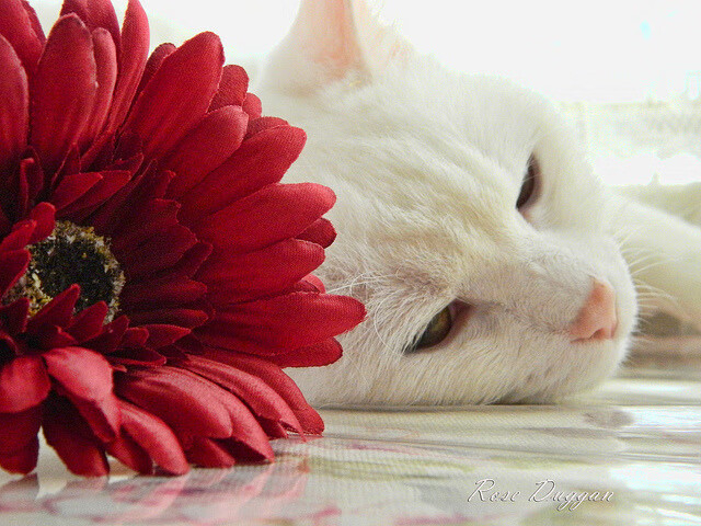 世俱杯-夜幕下的极速证明，厄德高在F1街道赛的封神之夜