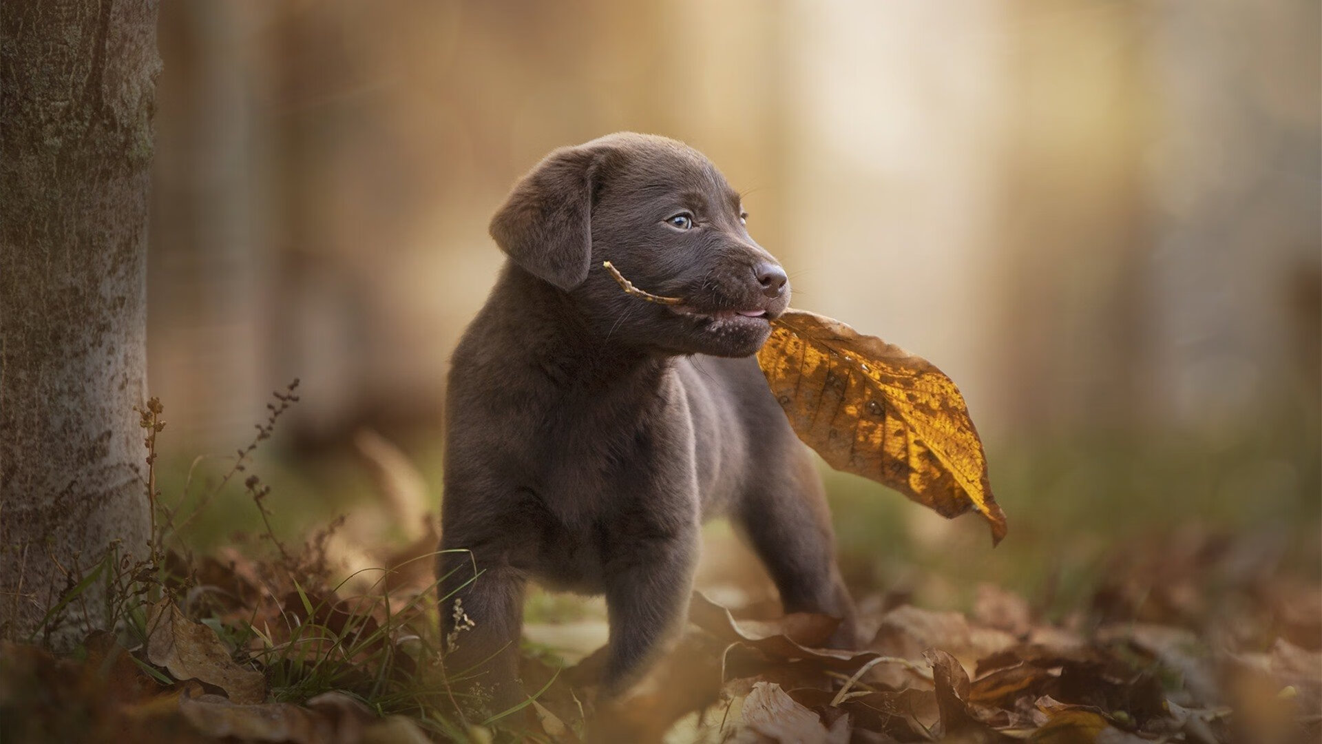 旧神黄昏与新神加冕，当班凯罗在抢七接管比赛