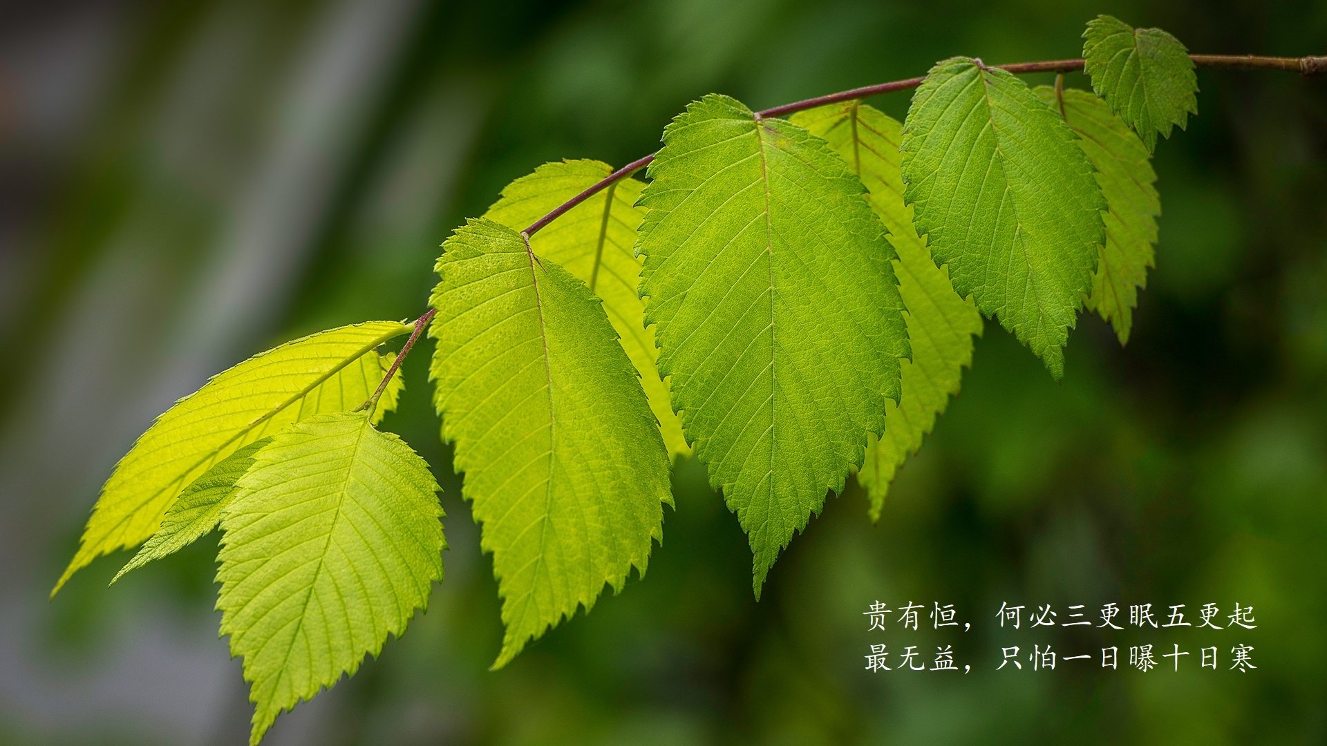 世俱杯-北欧战车碾碎东南亚之梦，2026世界杯H组，瑞典铁血征服与久保建英的致命一击
